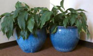 Garden Decor and Design