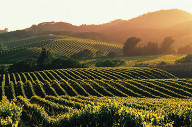 Napa Valley Epicurean Adventure